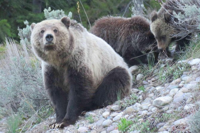 Yellowstone National Park - Full-Day Lower Loop Tour From West Yellowstone - Customer Experiences