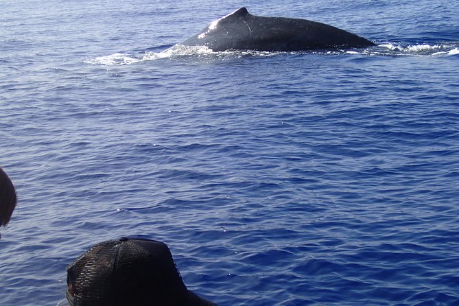 Zodiac Raft Whale Watching Adventure - Hearing the Whale Songs Through the Hydrophone