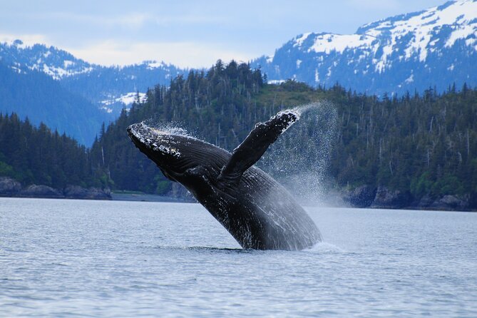 26 Glacier Cruise and Coach From Anchorage, AK - Accessibility and Cancellation Policy