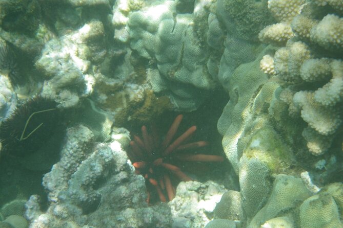 3.5 Hour Kailua-Kona Ocean Kayak and Snorkel Tour - Customer Feedback and Ratings