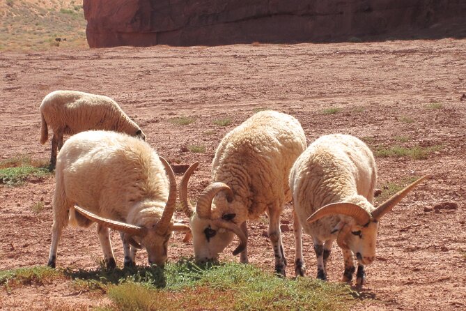 3.5 Hours of Monument Valleys Cultural 4×4 Tour - Enhancing Your Cultural Experience