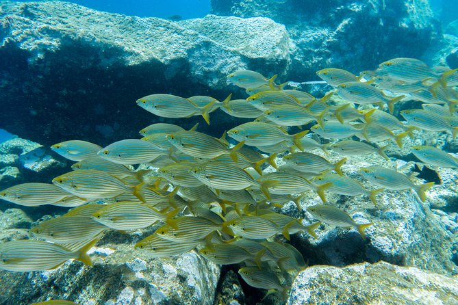 3-Hour Guided PADI Scuba Diving Experience in Tenerife - Why Choose This Scuba Diving Experience?