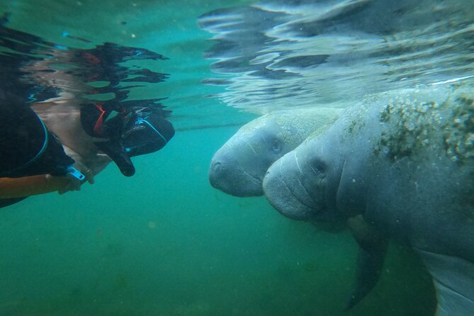 3 Hours Manatee Swim Tour in Florida - Amenities and Post-Tour Experience