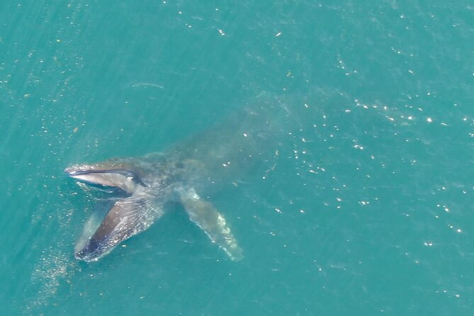 Alaska Whale Watching With Bonus Drone Viewing of Whales - Booking and Availability