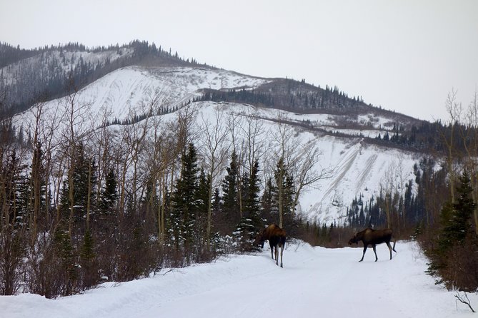 Alaskan Back Country Side by Side ATV Adventure With Meal - Reviews and Feedback