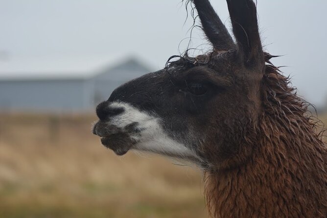 Alpaca and Llama Farm Tour - Booking and Confirmation