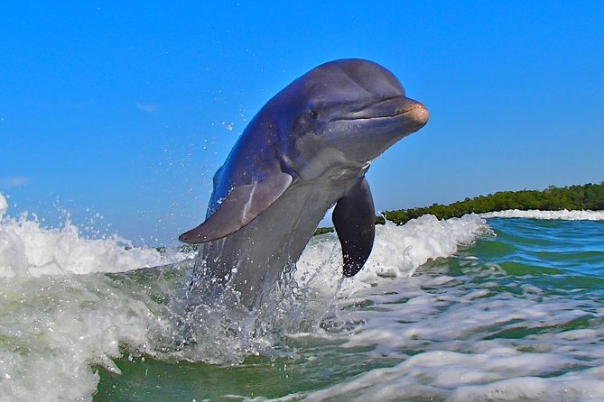 Avis Premium Dolphin Tour by Jet Ski - Spotting Dolphins, Manatees, and More