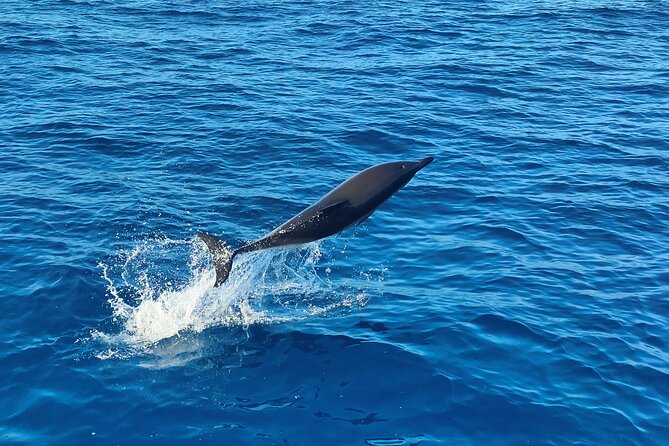 Benagil Caves and Dolphin Watching - 2.5h - Tips for a Memorable Experience
