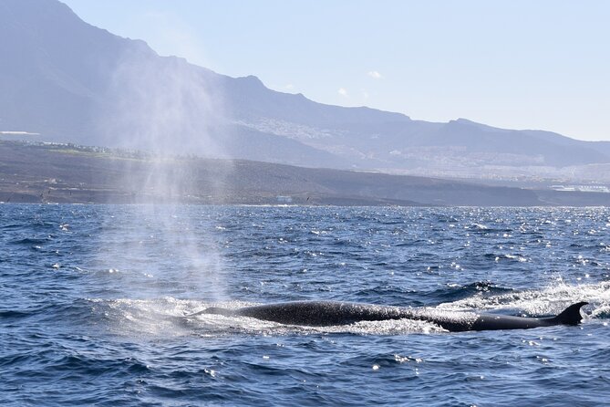 Bonadea II Ecological Whale Watching, 2 Hours - Conservation Efforts and Impact