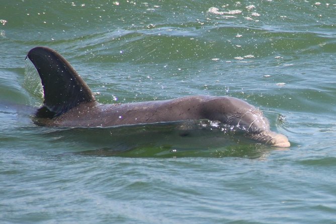 Clearwater Encounters With Dolphins Tour - Dolphin Sightings and Interactions