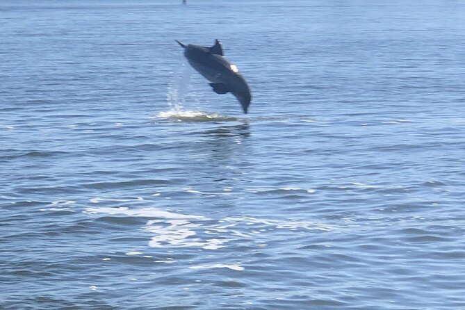 Cocoa Beach Dolphin Tours on the Banana River - Unique Experiences and Recommendations