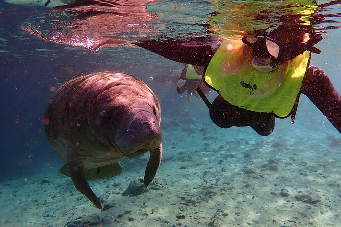 Deluxe Manatee Swim Tour - Traveler Experiences and Testimonials