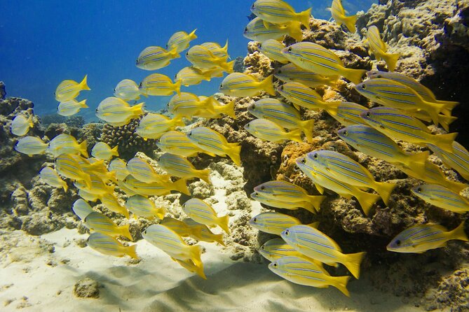 Deluxe Snorkel and Wildlife Cruise in Waikiki - Recommended for Families and Individuals
