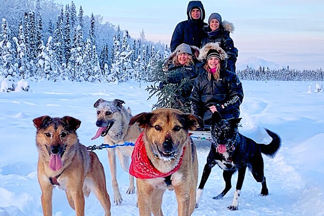 Dog Sledding Adventure in Willow, Alaska - Supporting a Family-Owned Kennel