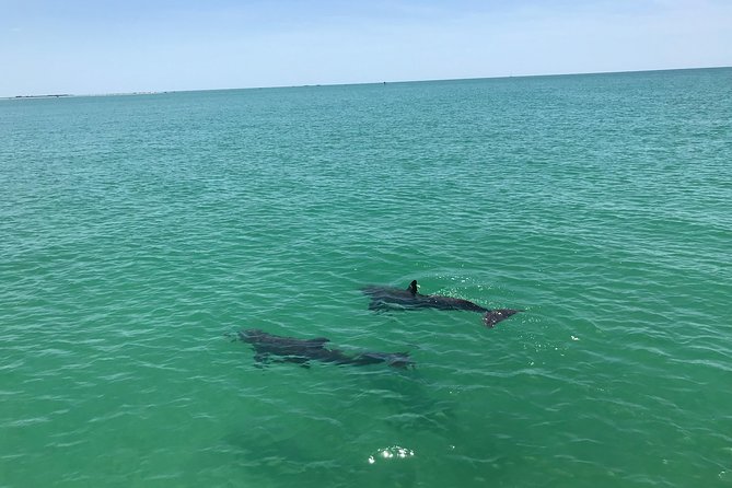 Dolphin Shelling Snorkeling Cruise in Tampa - Weather Impact and Safety Considerations