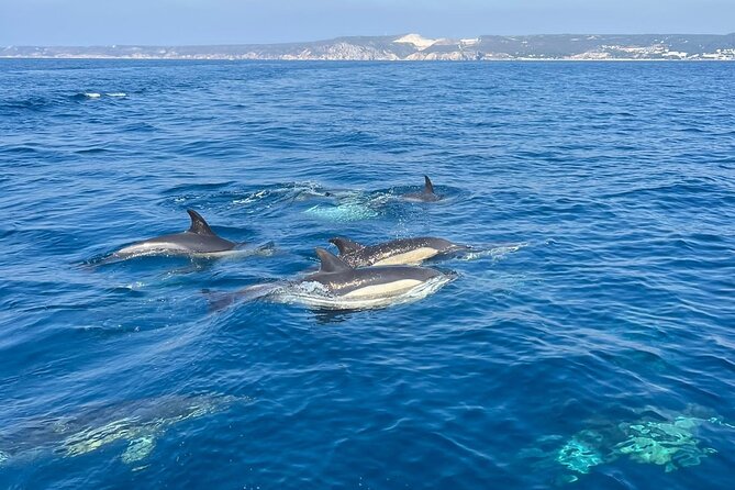 Dolphin Watching and Boat Tour in Sesimbra - Booking and Pricing Information