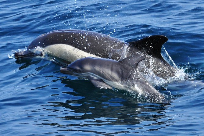 Dolphin Watching Excursion in Gibraltar - Safety and Responsible Dolphin Watching Practices