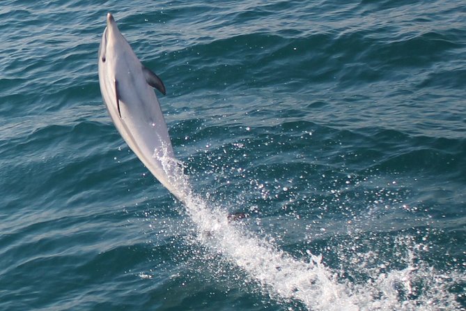 Dolphin Watching in Gibraltar Dolphin Safari V.I.P - Addressing Negative Feedback and Cancellation Issues