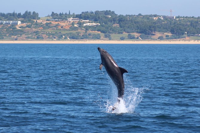 Dolphin-Watching in Marina De Lagos - Exploring the Coastal Region