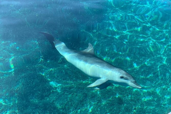 Dolphin Watching Tour With Snorkeling From Olbia - Swimming and Snorkeling in Clear Waters