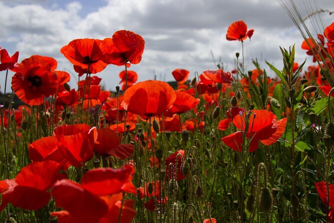 Flanders Fields Remembrance Tour From Brussels - Honoring the Legacy at Essex Farm Field Hospital and Flanders Field Museum