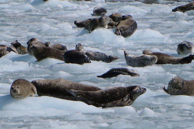 Full-Day Kenai Fjords National Park Northwestern Cruise - Memorable Wildlife Encounters