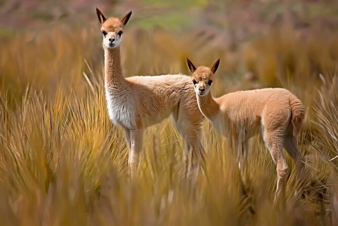 Full Day Tour to Colca From Arequipa - Tour Guide Expertise and Enthusiasm