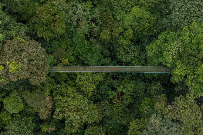 Full Monteverde Cloud Forest Experience With Ziplining. - Traversing the Suspension Bridges