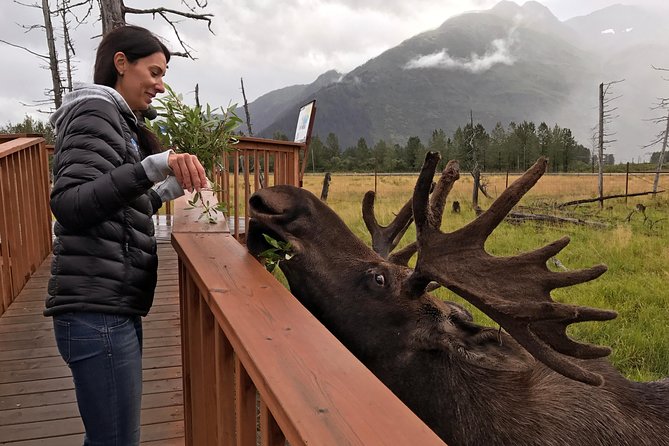 Glaciers and Wildlife: Super Scenic Day Tour From Anchorage - Traveler Experiences and Feedback