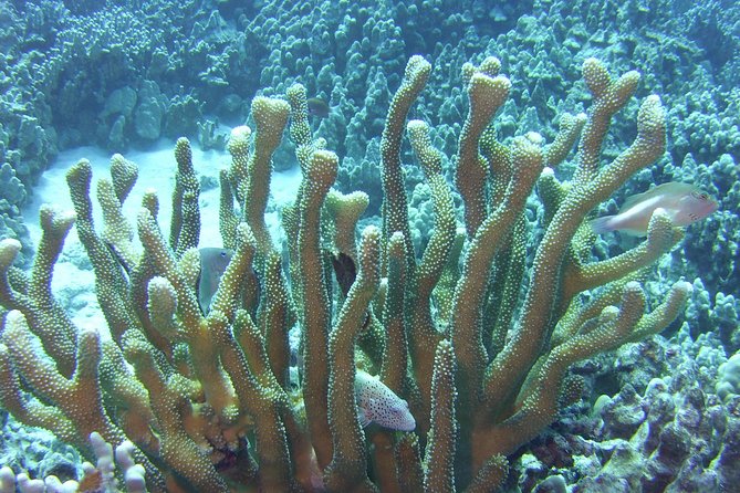 Glass-Bottom Boat Reef Tour - Booking and Cancellation Policy