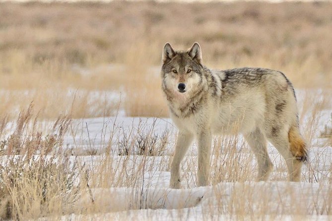Grand Teton and National Elk Refuge Winter Wonderland Full Day Adventure - Preparing for Your Winter Adventure