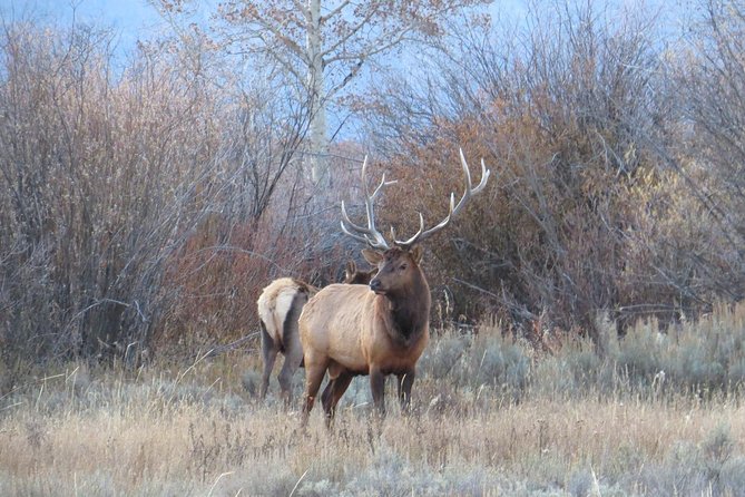Grand Teton National Park - Full-Day Guided Tour From Jackson Hole - Discovering Oxbow Bend