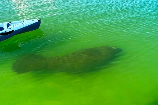 Guided Hobie Kayak EcoTour: Premium Eco Experience Bonita Springs - Shelling on Pristine Beaches