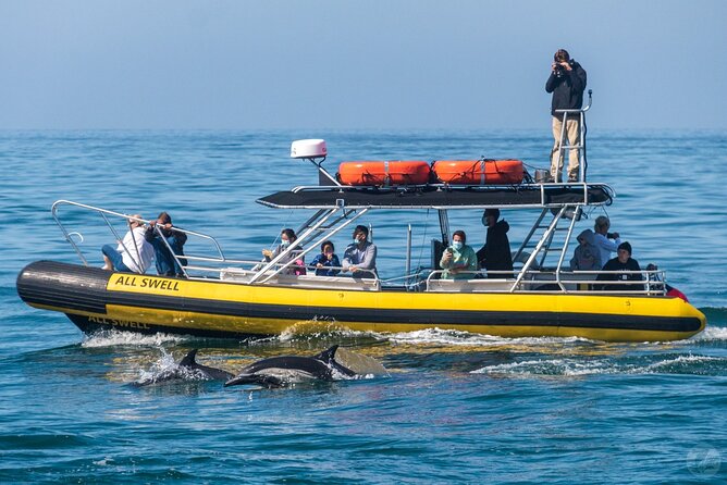 High Speed Zodiac Whale Watching Safari From Dana Point - Getting There and Practical Tips