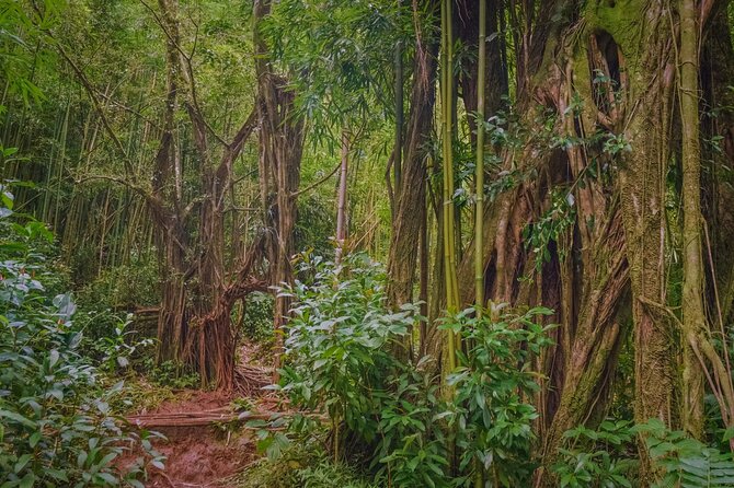 Hike Trail to Waterfall & Nature Walk - Booking Information