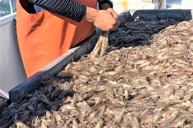 Hilton Head Shrimp Trawling Boat Cruise - Accessibility and Booking Information