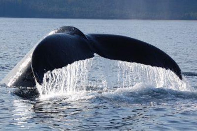 Hoonah Whale-Watching Cruise - Traveler Feedback and Recommendations
