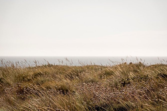Horse Riding on the Beach - Tips for a Memorable Horse Riding Experience