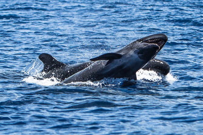 Kaimana Ocean Safari - Managing Expectations and Challenges