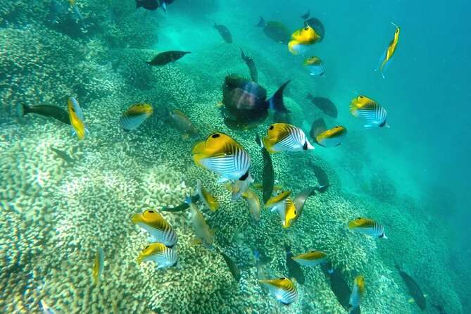 Kaneohe Sandbar Snorkeling Tour, 2nd Tour - The Boat Journey