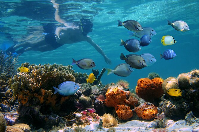 Key West Afternoon Reef Snorkeling With Open Bar - Pricing and Booking Options