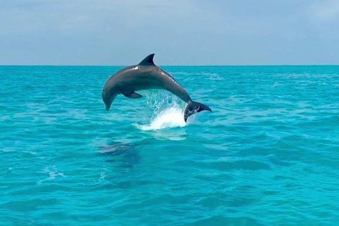 Key West Dolphin Watch and Snorkel Tour - Eco Adventure - Meeting and Pickup Logistics