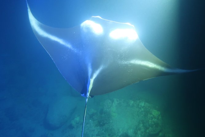 Kona Manta Rays Guaranteed Night Snorkel in Keauhou Harbor - Preparing for the Manta Ray Encounter