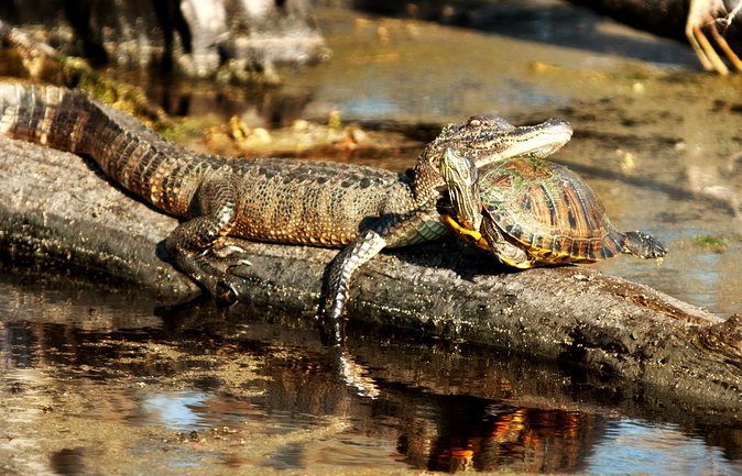 Large Airboat Ride With Transportation From New Orleans - Exploring the Bayou and Its Wildlife