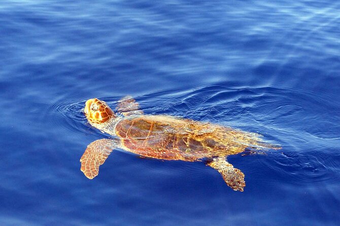 Magic Dolphin Sea Safaris - Customer Feedback and Ratings