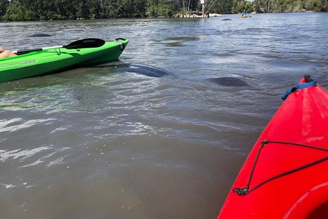 Manatee and Dolphin Kayaking Encounter - Recommended Attire and Gear