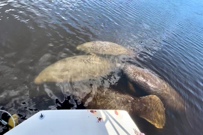 Manatee Sightseeing and Wildlife Boat Tour - Traveler Reviews and Experiences