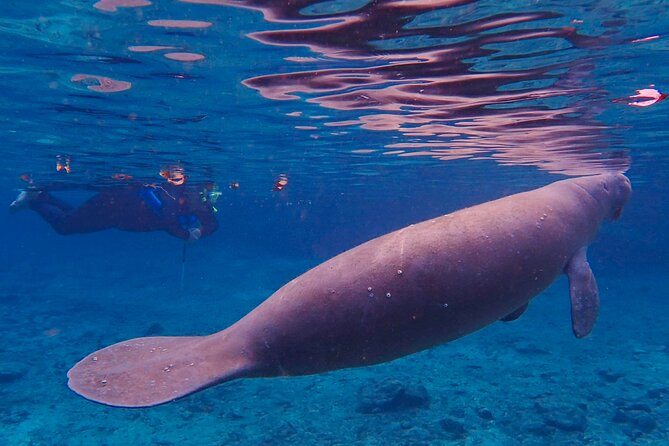 Manatee Snorkel Tour From American Pro Diving Center - What to Expect During the Tour