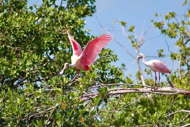Manatees and Mangrove Tunnels Small Group Kayak Tour - Traveler Reviews and Feedback