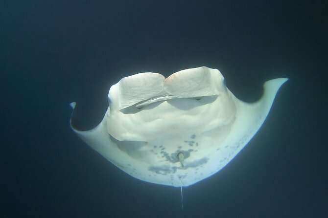 Manta Ray Night Snorkel at Kona, Big Island - Preparing for Your Manta Ray Adventure